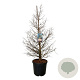 Metasequoia gl. 'Daw.Tawny Fleece' 150-175 cm cont. 55L extra