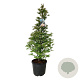 Metasequoia gl. 'Daw.Tawny Fleece' 150-175 cm cont. 55L extra