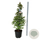 Metasequoia gl. 'Daw.Tawny Fleece' 150-175 cm cont. 55L extra