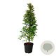 Metasequoia gl. 'Daw.Tawny Fleece' 200-225 cm cont. 55L extra