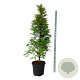 Metasequoia gl. 'Daw.Tawny Fleece' 200-225 cm cont. 55L extra