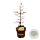 Metasequoia gl. 'Hamlet's Broom' 50-60 cm 7,5L