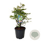 Metasequoia gl. 'Schirrm. Nordl.' 80-100 cm 30L extra