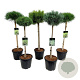 Mixlaag veredelde coniferen exclusief 60 cm stam 15L