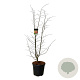 Parrotia persica 'Bella' 125-150 cm 30L extra