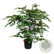 Parrotia persica 170-200 cm cont. 55L extra