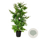 Parrotia persica 200-225 cm cont. 55L extra