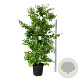 Parrotia persica 200-225 cm cont. 55L extra