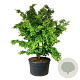 Parrotia persica 225-250 cm cont. 500L spiraal