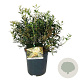 Phillyrea angustifolia 40-50 cm 6L