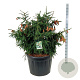 Picea a. 'Acrocona' 100-125 cm cont. 180L solitair
