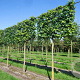 Liquidambar s. 'Worplesdon' 18-20 cm draadkluit 210 cm stam LEIVORM