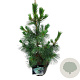 Pinus monticola 'Ammerland' 80-100 cm 15L