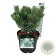 Pinus mugo 'Green Column' 25-30 cm 6,5L
