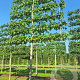Liquidambar s. 'Worplesdon' 25-30 cm draadkluit 210 cm stam LEIVORM