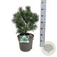Pinus mugo 'Green Column' 30-40 cm 7,5L