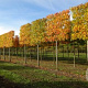 Liquidambar s. 'Worplesdon' 30-35 cm draadkluit 210 cm stam LEIVORM