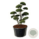 Pinus mugo 'Gnom' 150-175 cm cont. 500L bonsai