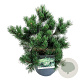Pinus mugo 'Gnom' 30-40 cm 6,5L