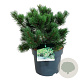 Pinus mugo 'Gnom' 30-40 cm 7,5L