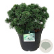 Pinus mugo 'Green Pearl' 40-50 cm 30L extra