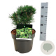 Pinus mugo 'Heideperle' 20-25 cm