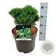 Pinus mugo 'Heideperle' 25-30 cm 6,5L