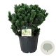 Pinus mugo 'Limerick' 50-60 cm 30L extra