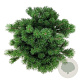 Pinus mugo 'Mops' 35 cm 6,5L