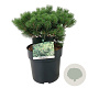 Pinus mugo 'Mops' 35 cm 6,5L