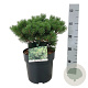 Pinus mugo 'Mops' 35 cm 6,5L
