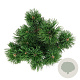 Pinus mugo 'Mumpitz' 25-30 cm