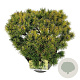 Pinus mugo 'Ophir' 30-40 cm 6,5L