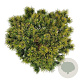 Pinus mugo 'Ophir' 30-40 cm 6,5L