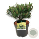 Pinus mugo 'Ophir' 30-40 cm 6,5L