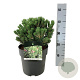 Pinus mugo 'Sherwood Compact' 25-30 cm 6,5L