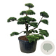 Pinus mugo 150-175 cm cont. 285L bonsai