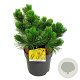 Pinus mugo 'Winter Gold' 30-40 cm 6,5L
