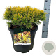 Pinus mugo 'Winter Gold' 40-50 cm 15L