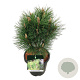 Pinus nigra 'Green Tower' 50-60 cm 15L