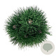 Pinus nigra 'Green Tower' 50-60 cm 7,5L