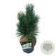 Pinus nigra 'Green Tower' 50-60 cm 7,5L