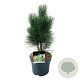 Pinus nigra 'Green Tower' 50-60 cm 7,5L