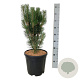 Pinus nigra 'Loïs' 50-60 cm 15L