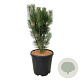 Pinus nigra 'Loïs' 50-60 cm 15L