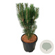 Pinus nigra 'Loïs' 50-60 cm 15L