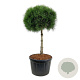 Pinus nigra nigra 100 cm stam cont. 230L kroon 90-100