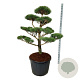 Pinus nigra nigra 150-175 cm cont. 180L bonsai