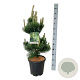 Pinus nigra 'Oregon Green' 80-100 cm 15L