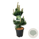 Pinus nigra 'Oregon Green' 80-100 cm 15L